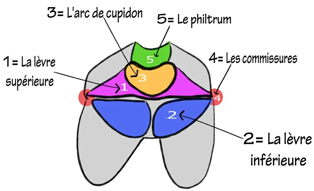 Différentes parties d'une bouche. À connaitre pour dessiner une bouche.